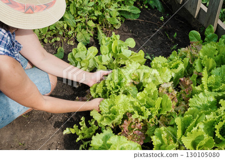 Mature woman harvesting fresh lettuce in vegetable garden Mature woman harvesting fresh lettuce in vegetable garden 130105080