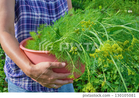 Mature woman holding freshly harvested dill in garden close up Mature woman holding freshly harvested dill in garden close up 130105081