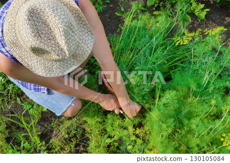 Mature woman harvesting dill in garden, top view Mature woman harvesting dill in garden, top view 130105084