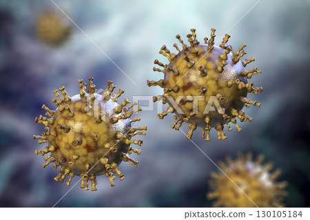 Varicella zoster or chickenpox virus 130105184