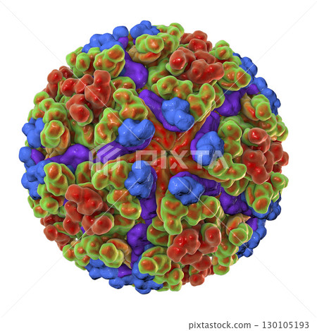 Chikungunya virus illustration 130105193