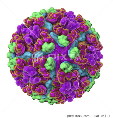 Chikungunya virus illustration 130105195