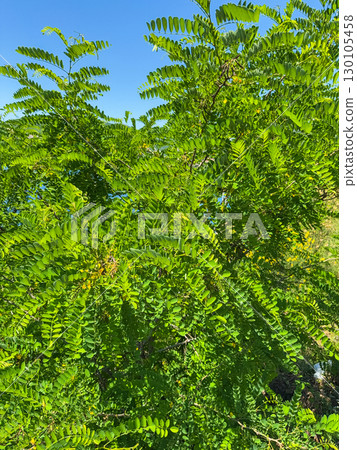 Fresh green leaves of robinia pseudoacacia, commonly known as black locust, dotted with rain droplets after a recent shower. 130105458