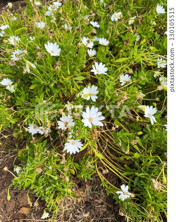 Dimorphotheca ecklonis flower or cape marguerite blooming top view garden background. 130105515