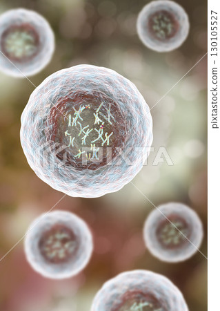 Human cell with chromosomes 130105527