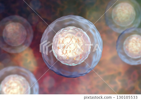 Human cell with chromosomes Human cell with chromosomes 130105533