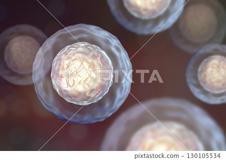 Human cell with chromosomes Human cell with chromosomes 130105534
