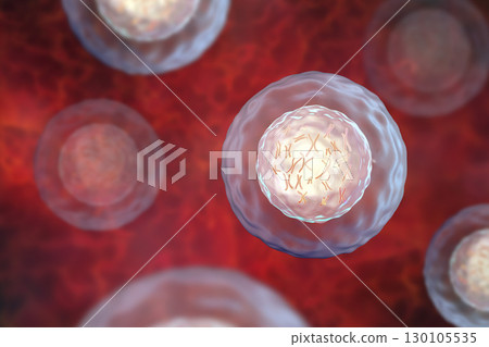 Human cell with chromosomes 130105535
