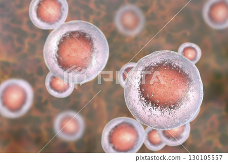 Human cells, illustration Human cells, illustration 130105557