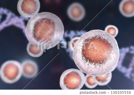 Human cells, illustration 130105558