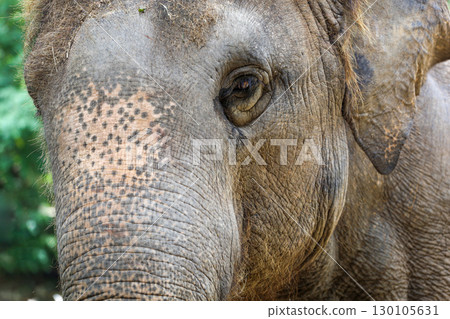 Close up The face elephant is big wildlift animal for texture and pattern skin 130105631
