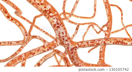 Blood vessel with flowing blood cells, 3D illustration Blood vessel with flowing blood cells, 3D illustration 130105742