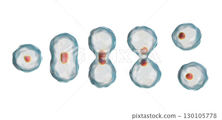 Division of a cell, mitosis concept Division of a cell, mitosis concept 130105778
