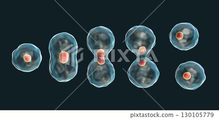 Division of a cell, mitosis concept 130105779