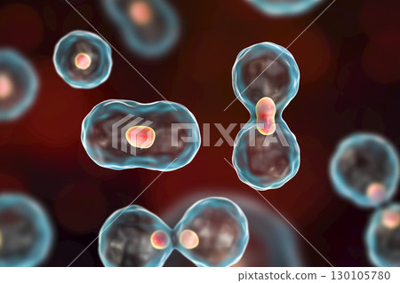 Dividing cells on colorful background 130105780
