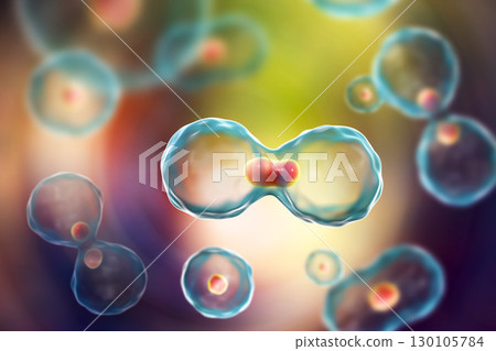 Dividing cells on colorful background Dividing cells on colorful background 130105784