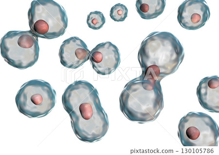 Dividing cells on white background 130105786
