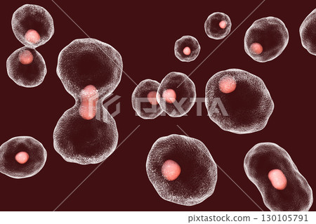 Dividing cells on colorful background 130105791