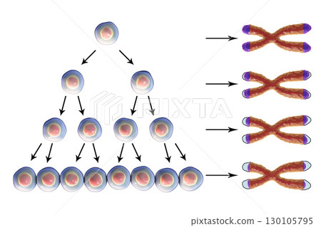 Telomere shortening with each round of cell division 130105795