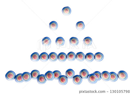 Cell division, illustration Cell division, illustration 130105798