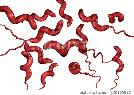 Campylobacter bacteria, the causative agent of food infections 130105927