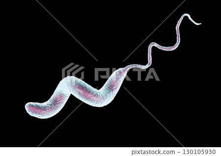Campylobacter bacteria, the causative agent of food infections 130105930