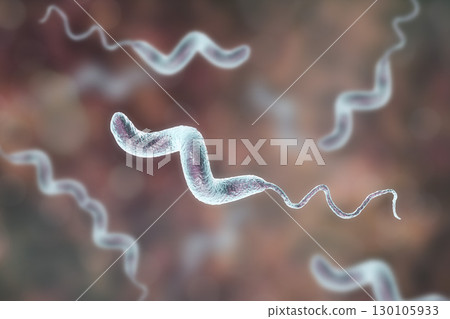 Campylobacter bacteria, the causative agent of food infections Campylobacter bacteria, the causative agent of food infections 130105933