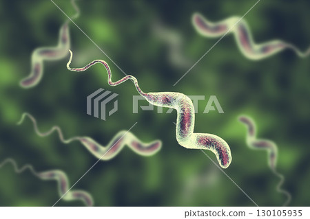 Campylobacter bacteria, the causative agent of food infections Campylobacter bacteria, the causative agent of food infections 130105935