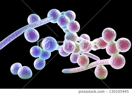 Fungi Candida albicans which cause thrush 130105945