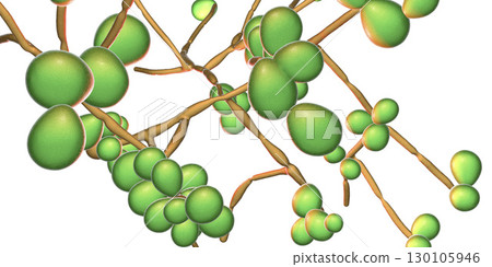 Fungi Candida which cause candidiasis, thrush 130105946
