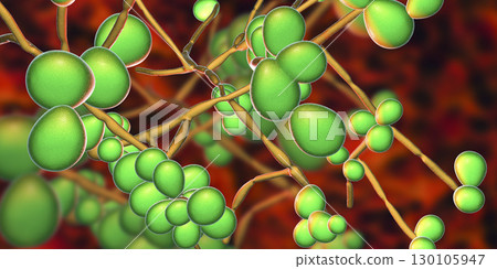 Fungi Candida which cause candidiasis, thrush 130105947