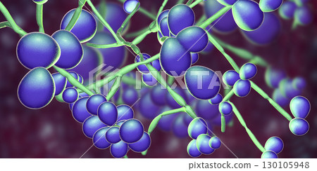 Fungi Candida which cause candidiasis, thrush 130105948