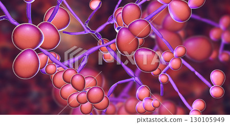 Fungi Candida which cause candidiasis, thrush 130105949