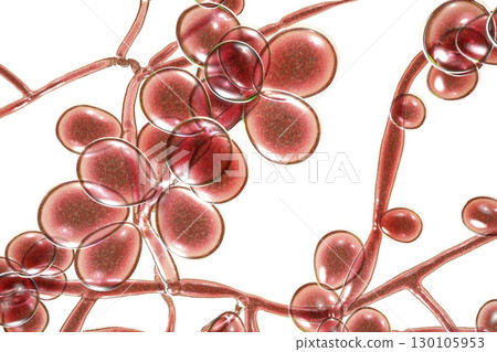 Fungi Candida which cause candidiasis, thrush 130105953