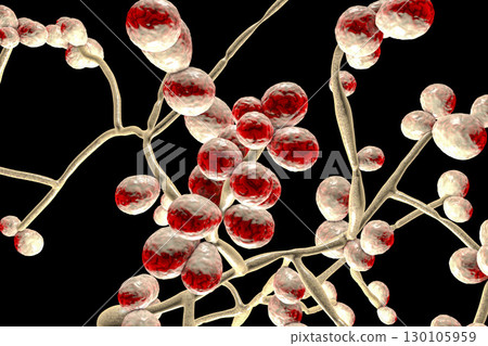 Fungi Candida which cause candidiasis, thrush 130105959