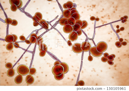 Fungi Candida which cause candidiasis, thrush Fungi Candida which cause candidiasis, thrush 130105961