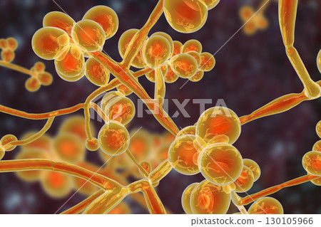 Candida auris fungi, emerging multidrug resistant fungus 130105966