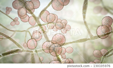 Candida auris fungi Candida auris fungi 130105976
