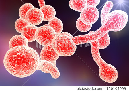 Fungi Candida albicans which cause thrush 130105999