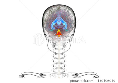 Fourth ventricle of human brain, 3D illustration 130106019