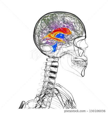 The lateral brain ventricles, 3D illustration The lateral brain ventricles, 3D illustration 130106036