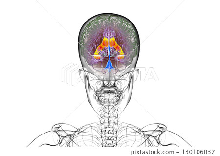 The lateral brain ventricles, 3D illustration The lateral brain ventricles, 3D illustration 130106037