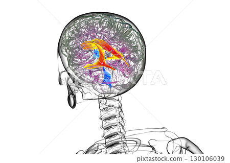 The lateral brain ventricles, 3D illustration 130106039