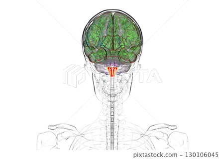 Medulla oblongata highlighted in human brain, illustration 130106045