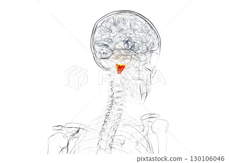 Medulla oblongata highlighted in human brain, illustration 130106046