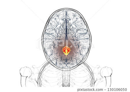 Medulla oblongata highlighted in human brain, illustration Medulla oblongata highlighted in human brain, illustration 130106050