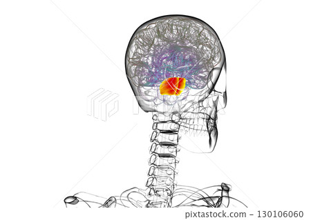 Pons highlighted in human brain, 3D illustration. Pons highlighted in human brain, 3D illustration. 130106060