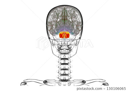 Pons highlighted in human brain, 3D illustration. 130106065