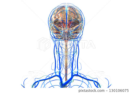 Brain veins, 3D illustration Brain veins, 3D illustration 130106075
