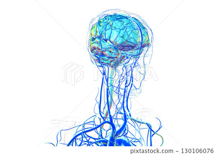 Brain veins, 3D illustration Brain veins, 3D illustration 130106076